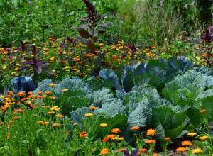 ŠTA DA ZASADITE U JUNU? Ove biljke će vam rasti kao iz vode, bićete oduševljeni, obavezno probajte!