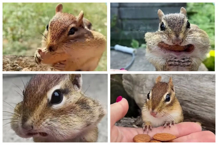 Uspela je da IZDRESIRA VEVERICU! Evo šta sve ume da radi ovo malo čudo prirode! (VIDEO)