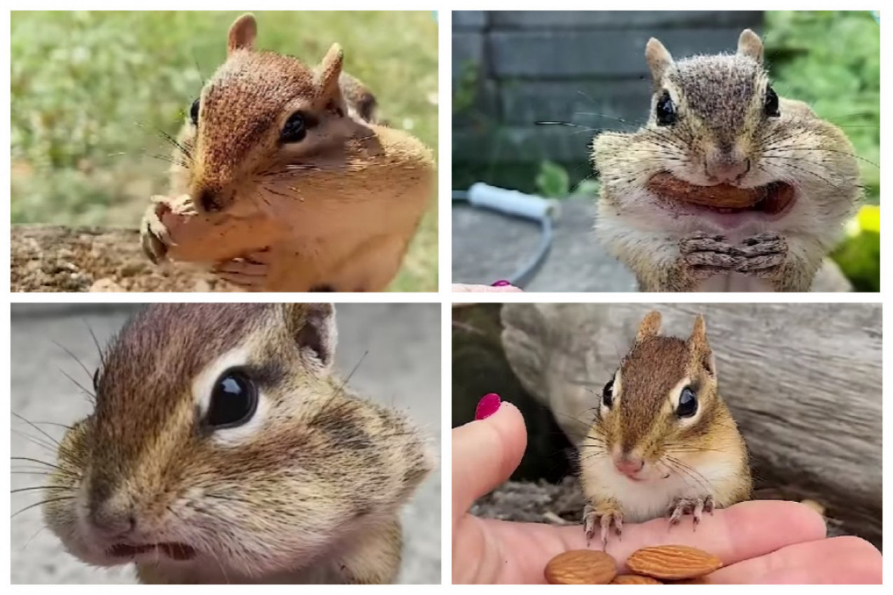 Uspela je da IZDRESIRA VEVERICU! Evo šta sve ume da radi ovo malo čudo prirode! (VIDEO)