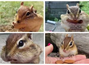 Uspela je da IZDRESIRA VEVERICU! Evo šta sve ume da radi ovo malo čudo prirode! (VIDEO)