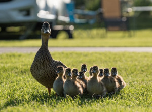 PATKA NAPRAVILA ŠOU: Angažovana kraljevska garda, pogledajte kako se sve završilo (VIDEO!)