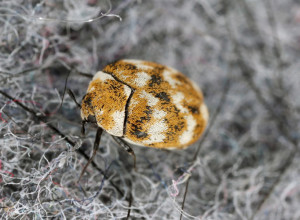 DA LI STE ČULI ZA SLANINARE KOJE ŽIVE U TEPISIMA? Izazivaju jezu, evo kako ulaze u kuću i kako da ih se rešite!
