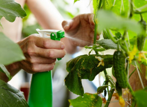 SPASITE BILJKE i na prirodan način oterajte insekte! Zaboravite na pesticide koji ih samo dodatno uništavaju!