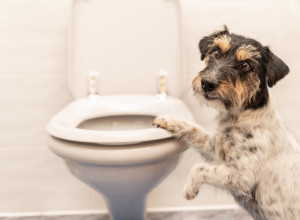 Još jedan razlog DA SE DIVIMO PSIMA: Oduševićete se kada saznate zašto se uzvrpolje pre obavljanja velike nužde