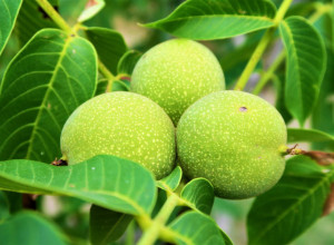 SAVRŠENO SLATKO PO BAKINOM RECEPTU! Potrebni su vam samo zeleni orasi!