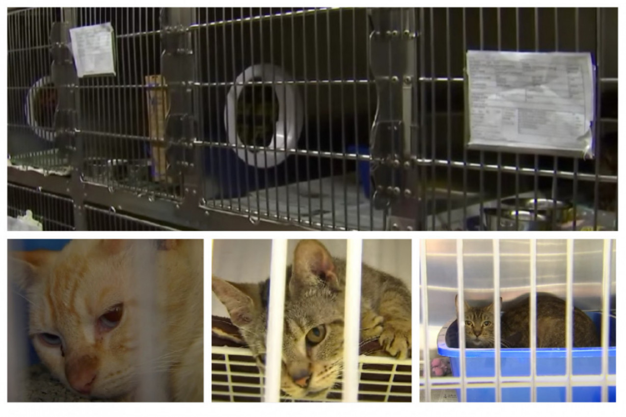 Otkrili 47 MAČAKA U JEDNOM AUTOMOBILU! Kada su shvatili o čemu se radi, usledio je šok, tu je ležao i jedan čovek!