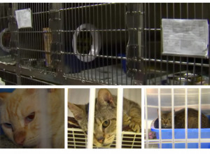 Otkrili 47 MAČAKA U JEDNOM AUTOMOBILU! Kada su shvatili o čemu se radi, usledio je šok, tu je ležao i jedan čovek!