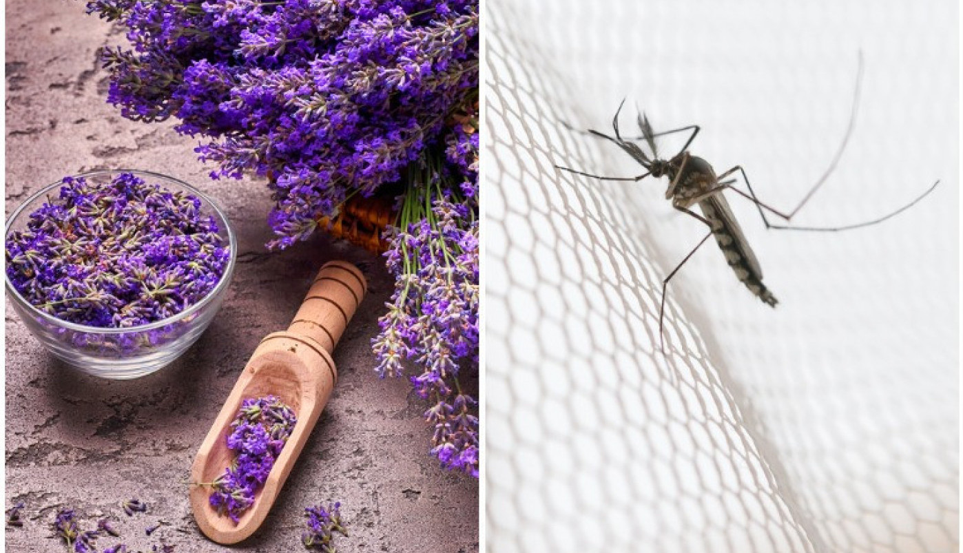 Jedna biljka tera komarce bolje od bilo kog hemijskog sredstva! Neće se usuditi da vam priđu!