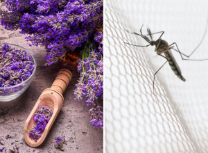 Jedna biljka tera komarce bolje od bilo kog hemijskog sredstva! Neće se usuditi da vam priđu!