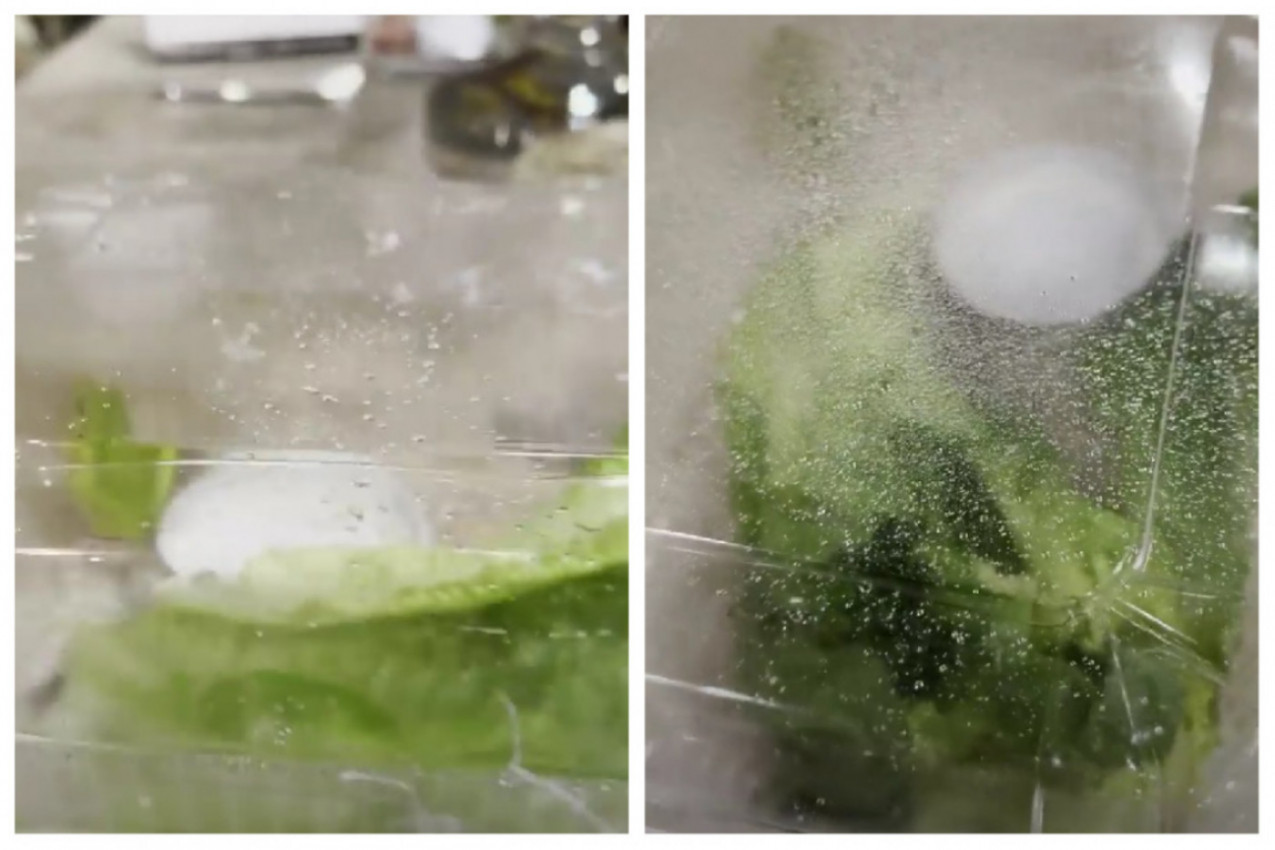 Naručio je SALATU, a dobio KUĆNOG LJUBIMCA: Priča koja je raznežila i nasmejala MILIONE!