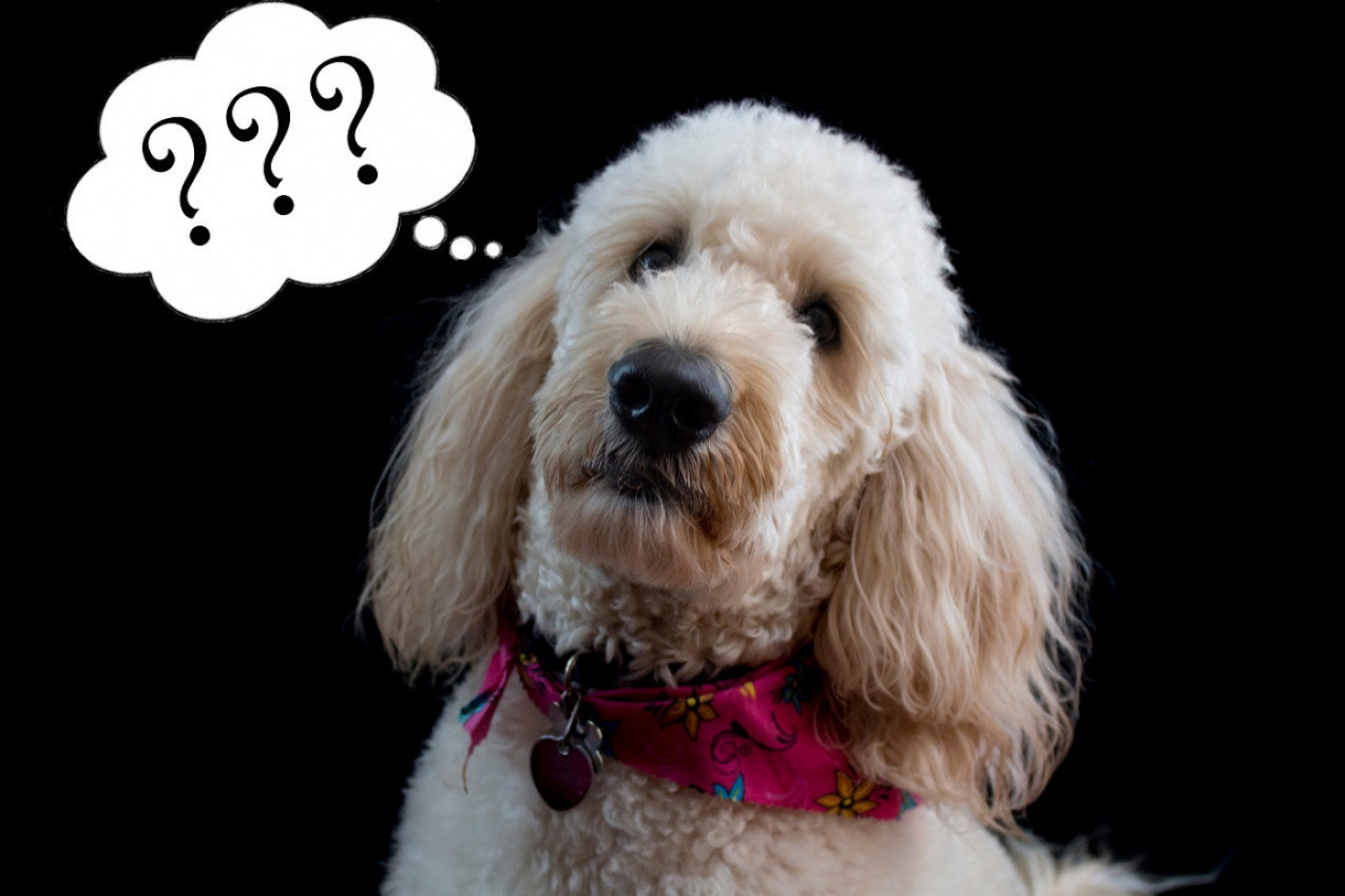 Šta se desi kada psu pokažete srednji prst? Ovaj video će vas potpuno ŠOKIRATI!