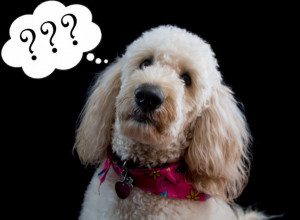 Šta se desi kada psu pokažete srednji prst? Ovaj video će vas potpuno ŠOKIRATI!