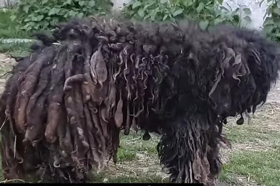 Uterivao je strah, svi su ga se klanjali, gađali ga i šutirali! Priča iz Novog Sada tera suze na oči, mislili su da je divlja životinja, a evo šta se krilo ispod ove dlake! (FOTO)