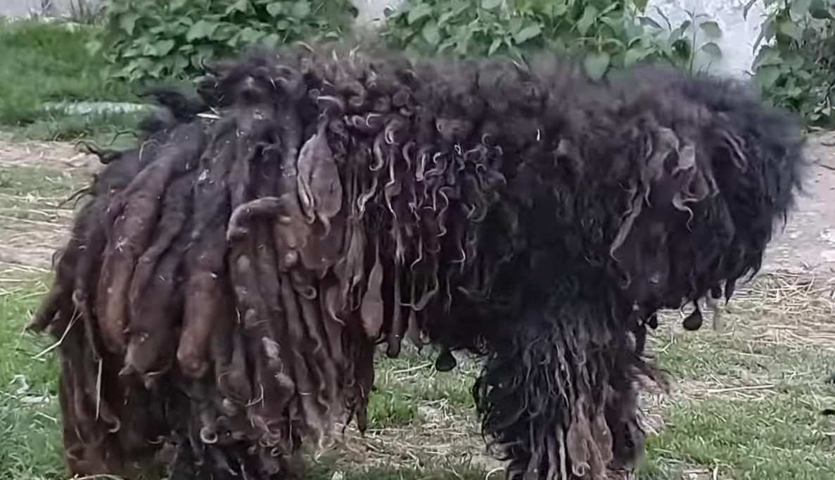 Uterivao je strah, svi su ga se klanjali, gađali ga i šutirali! Priča iz Novog Sada tera suze na oči, mislili su da je divlja životinja, a evo šta se krilo ispod ove dlake! (FOTO)