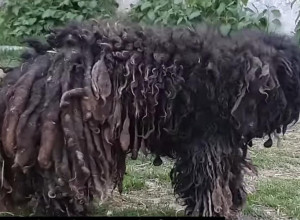 Uterivao je strah, svi su ga se klanjali, gađali ga i šutirali! Priča iz Novog Sada tera suze na oči, mislili su da je divlja životinja, a evo šta se krilo ispod ove dlake! (FOTO)