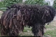 Uterivao je strah, svi su ga se klanjali, gađali ga i šutirali! Priča iz Novog Sada tera suze na oči, mislili su da je divlja životinja, a evo šta se krilo ispod ove dlake! (FOTO)