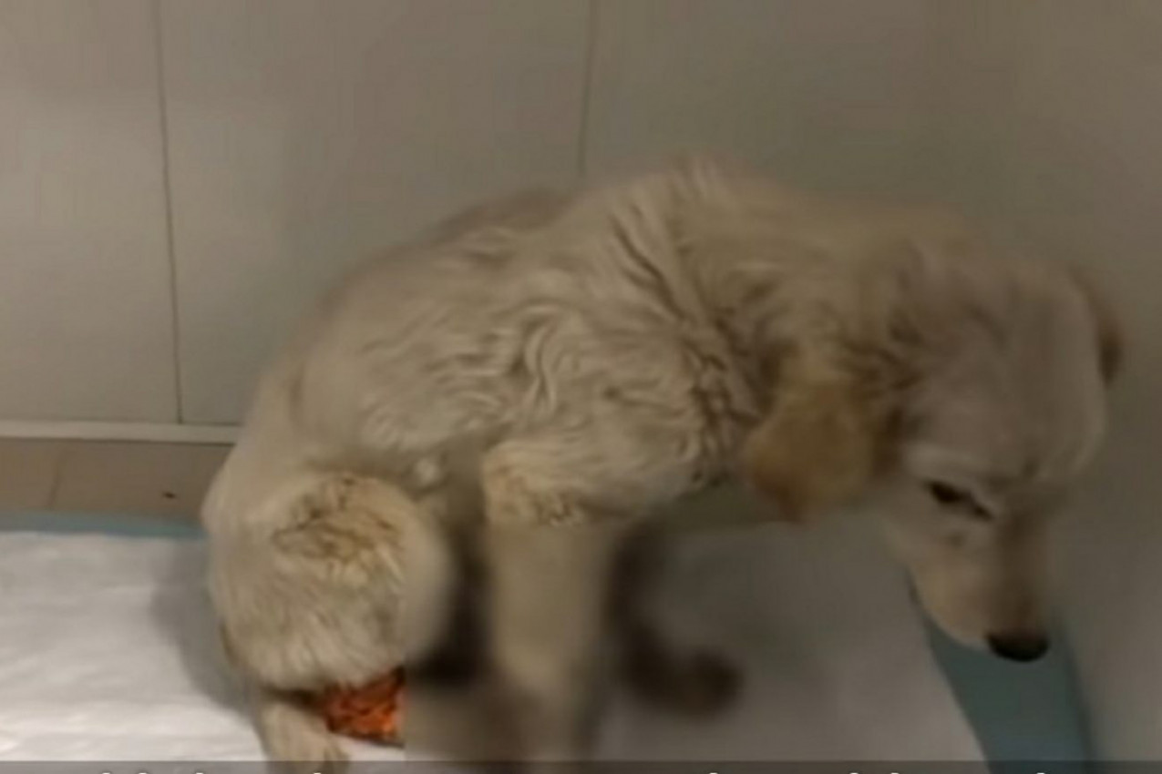 SNIMAK KOJI KIDA DUŠU! Štene je jaukalo i dozivalo pomoć: Kada su spasioci stigli, videli su NEŠTO STRAVIČNO!