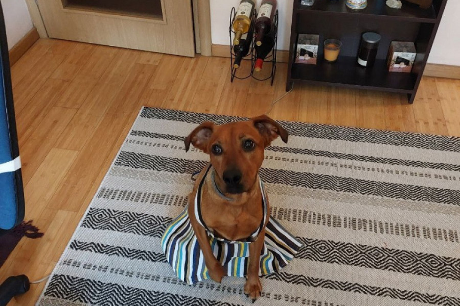 Šta danas spremamo za ručak?