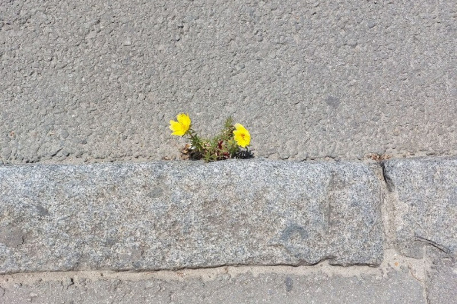 Život uvek nađe način!