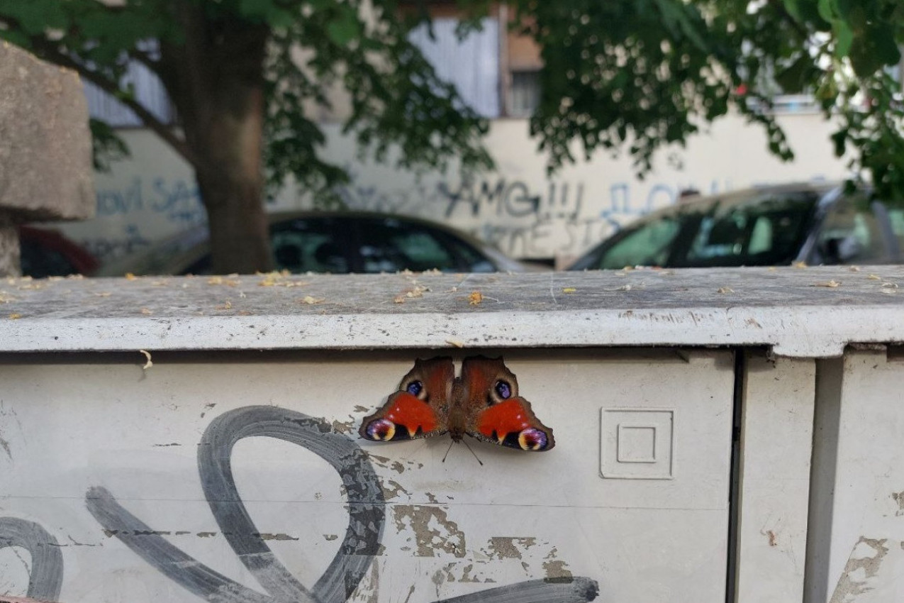 Lepota je u malim stvarima!