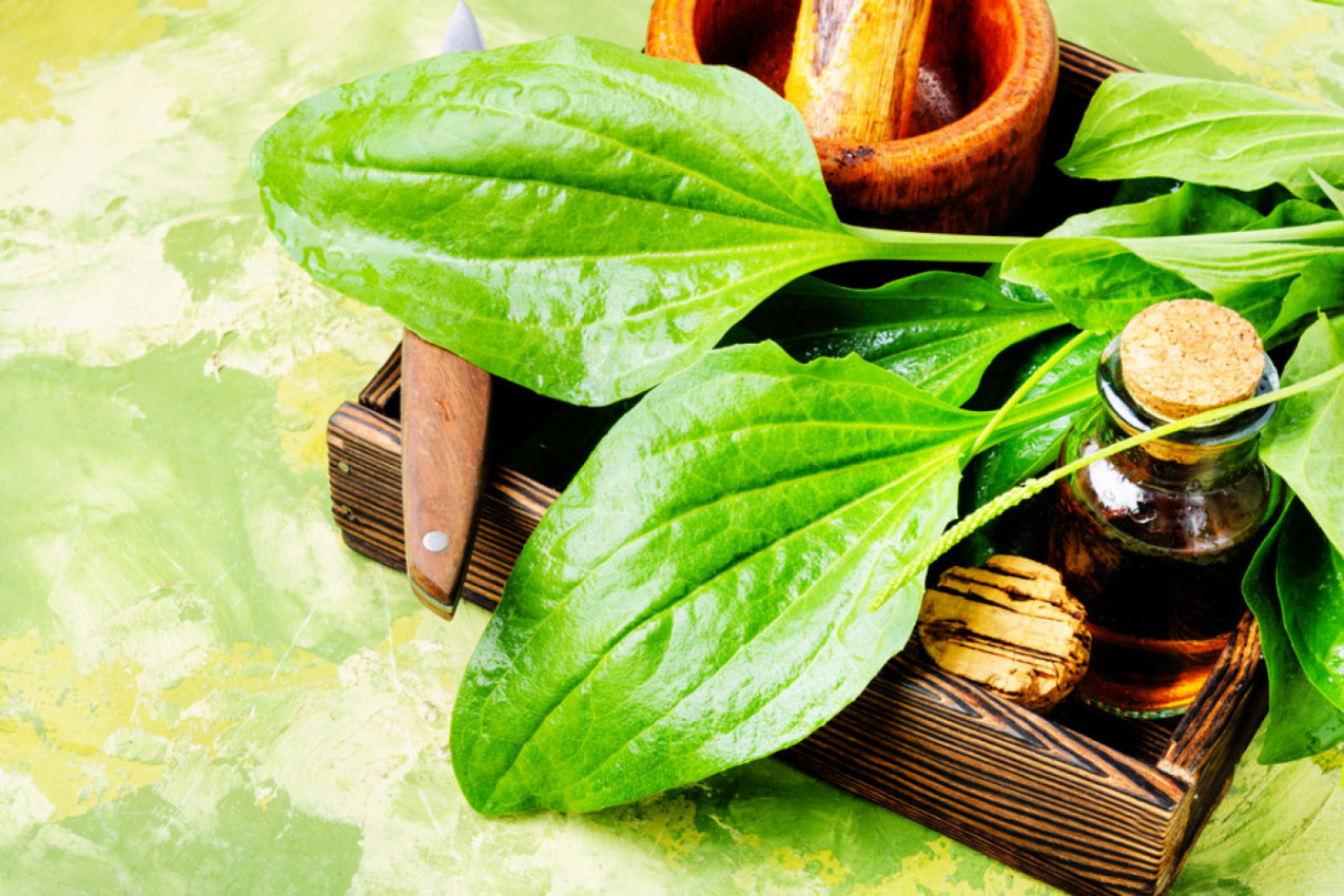 BOKVICA raste svuda kao korov, a mnogi ne znaju koliko je LEKOVITA! Ovo morate probati!