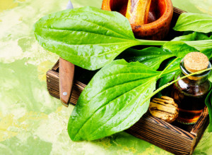 BOKVICA raste svuda kao korov, a mnogi ne znaju koliko je LEKOVITA! Ovo morate probati!