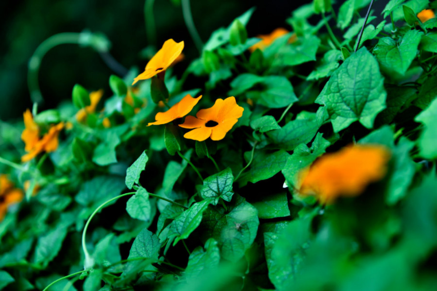 Ovaj CVET ČUVA OD ZLOBNIH POGLEDA! Morate ga imati na terasi ili u dvorištu!