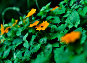 Ovaj CVET ČUVA OD ZLOBNIH POGLEDA! Morate ga imati na terasi ili u dvorištu!