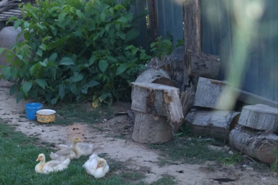 Predah od sunca u hladovini dvorišta...