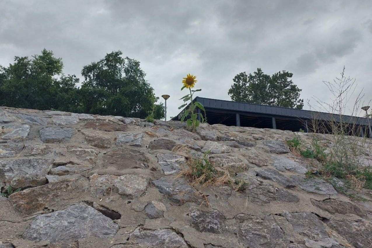 Čekajući sunce ...