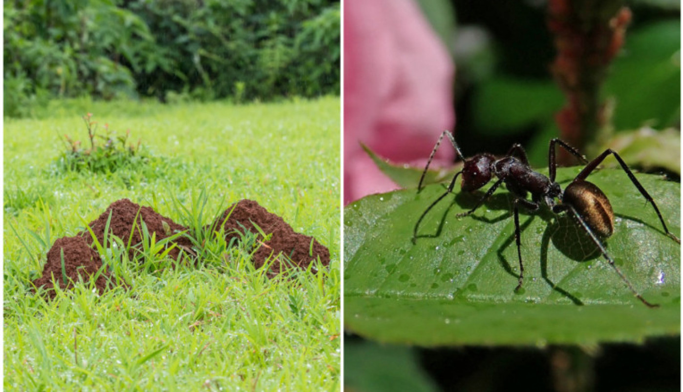 ZAUVEK SE OTARASITE MRAVINJAKA IZ DVORIŠTA! 6 efikasnih načina koji će vam pomoći da rešite veliki i uporni problem!