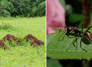 ZAUVEK SE OTARASITE MRAVINJAKA IZ DVORIŠTA! 6 efikasnih načina koji će vam pomoći da rešite veliki i uporni problem!