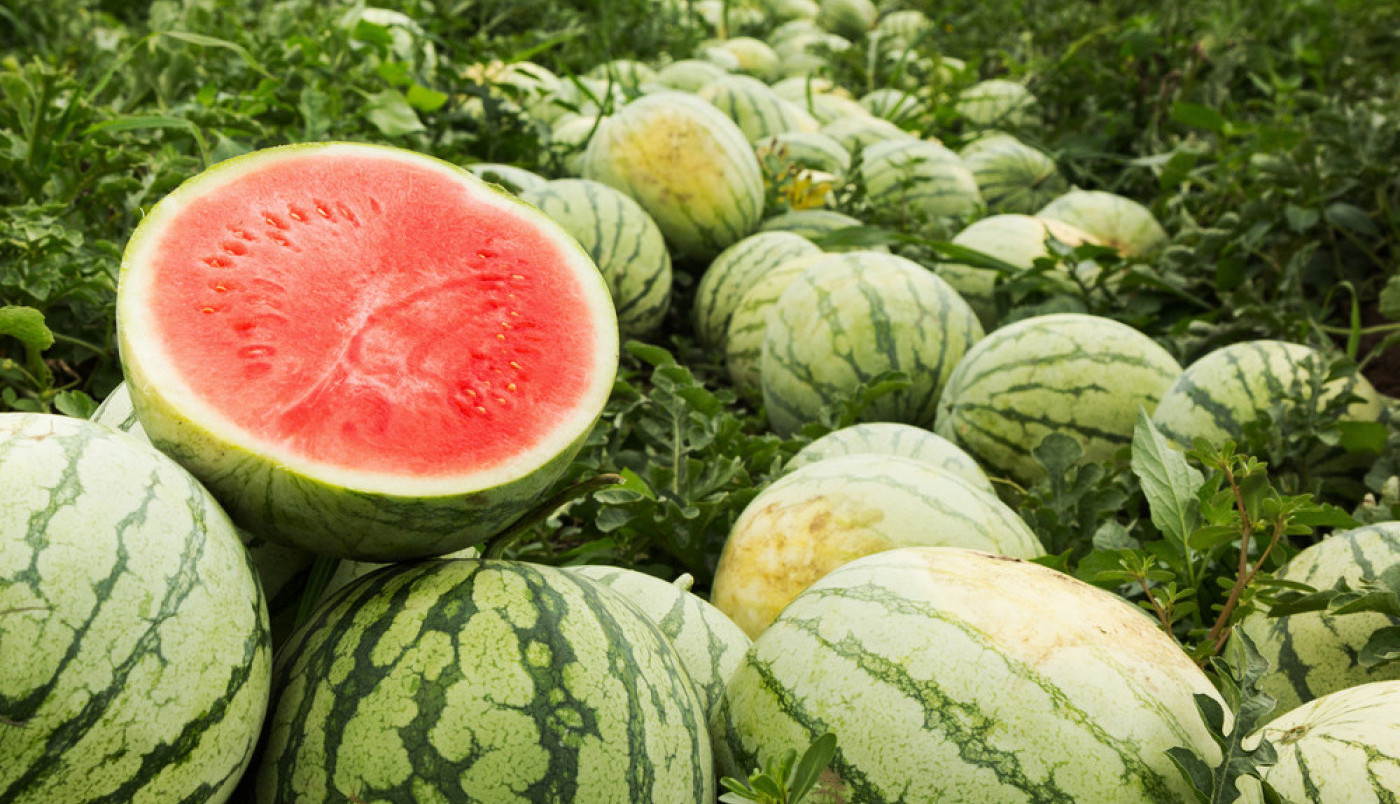 OPASNOST VREBA SA LUBENICA! Da li dobro četkom operete njenu koru pre konzumiranja? Ako je odgovor ne, stanje može da bude MNOGO OZBILJNO!