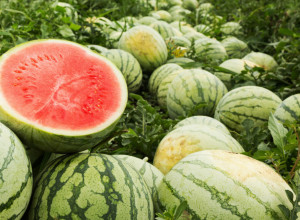 OPASNOST VREBA SA LUBENICA! Da li dobro četkom operete njenu koru pre konzumiranja? Ako je odgovor ne, stanje može da bude MNOGO OZBILJNO!