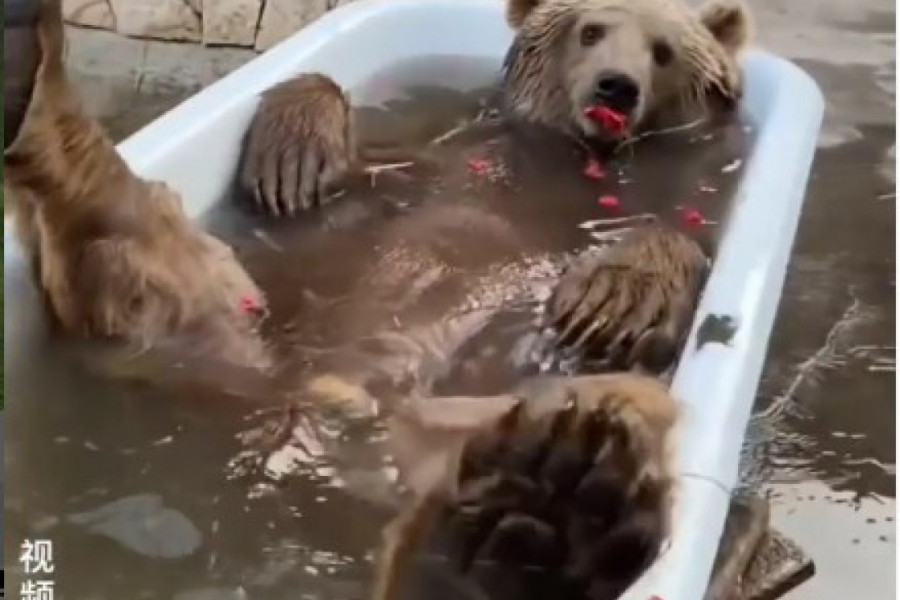 On je spreman za dolazak afričkog talasa vreline!