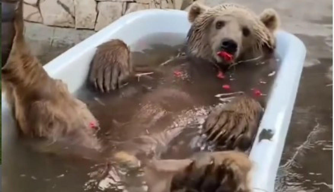 On je spreman za dolazak afričkog talasa vreline!