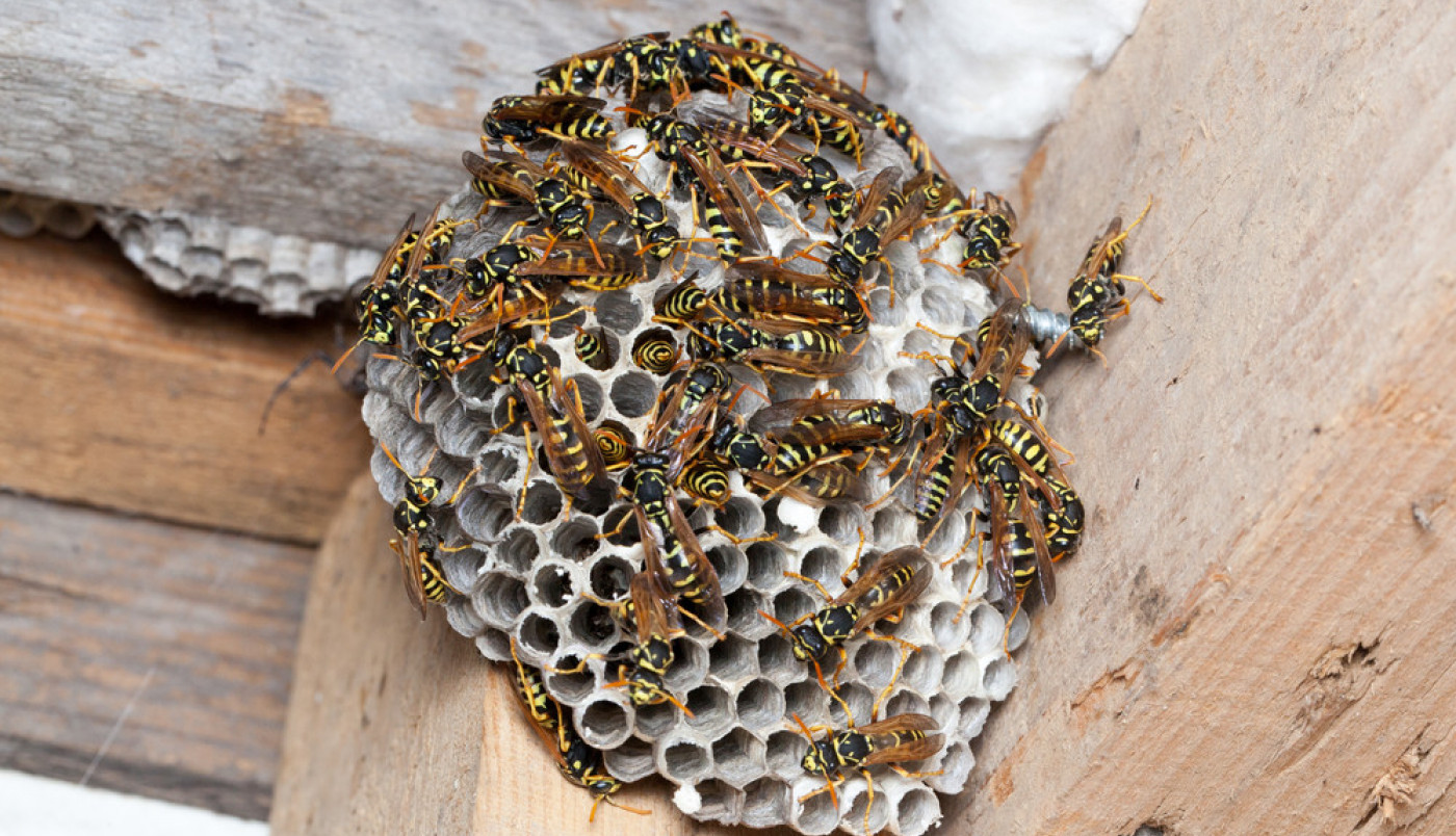 Evo kako da se ZAŠTITITE od osa i stršljenova!