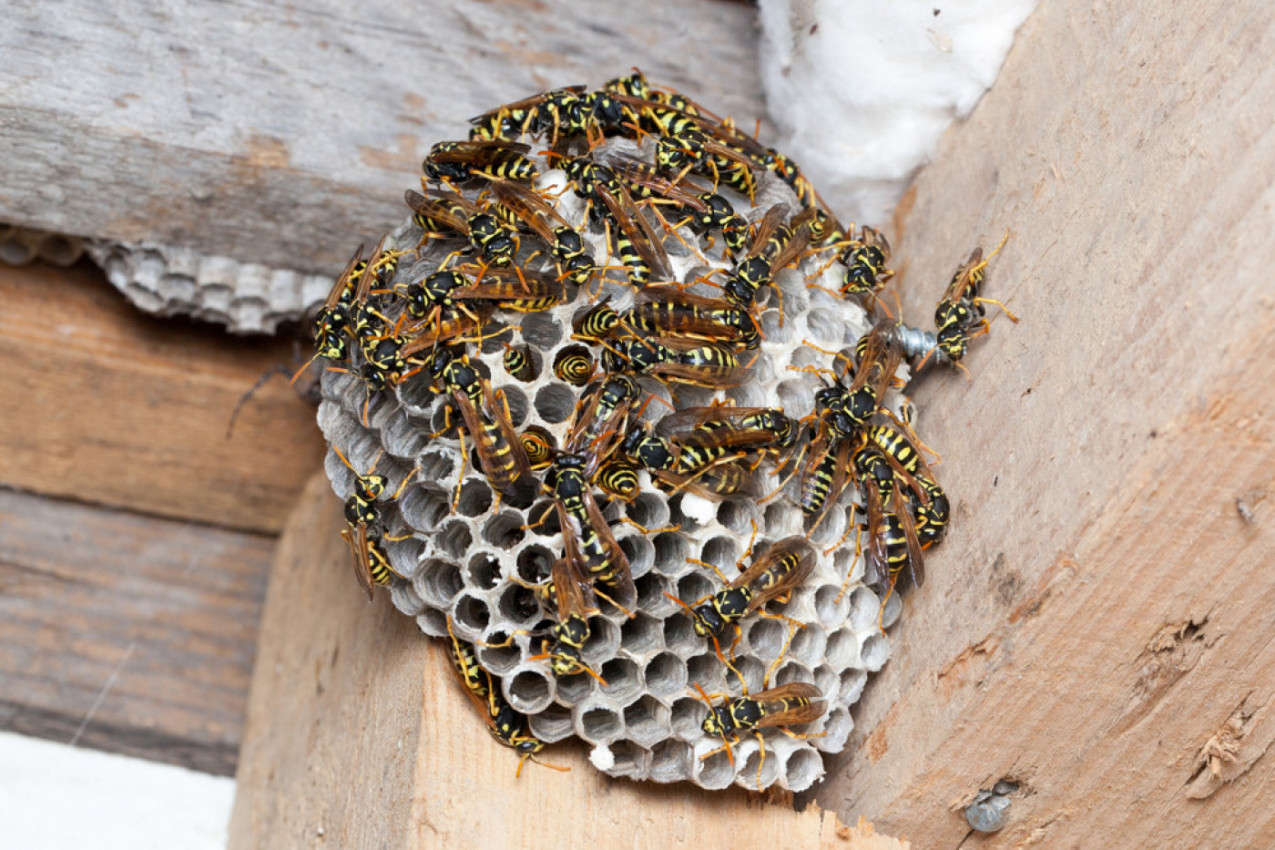Evo kako da se ZAŠTITITE od osa i stršljenova!