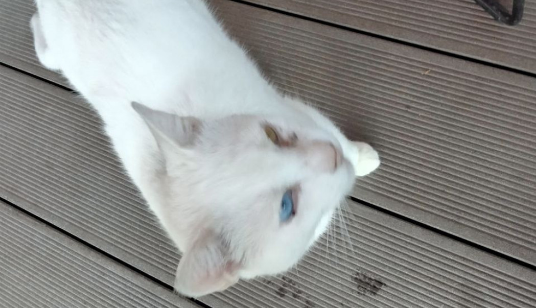 Oči su mi različite, ali isto vide!