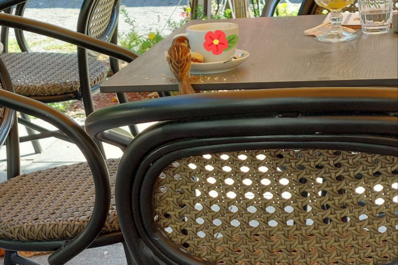 I vrapci imaju dušu ...