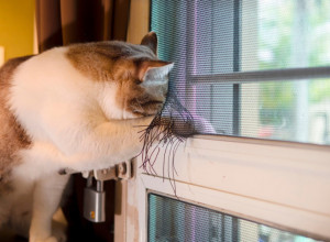 Nećete verovati na koje sve načine ove mačke uspevaju da se DOČEPAJU SLOBODE!