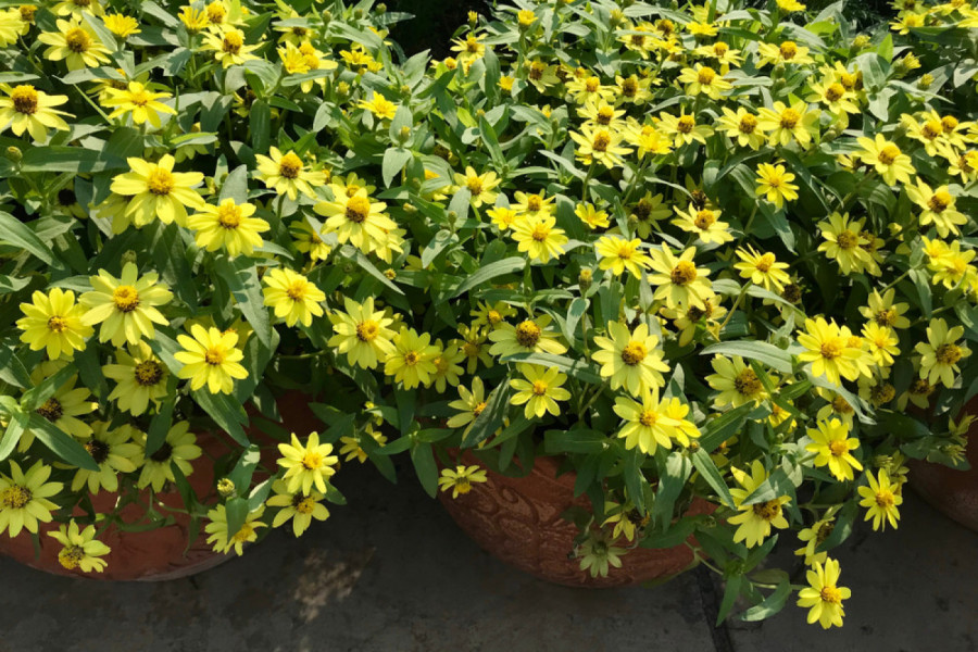 Devojačko oko je otporno na vrućinu i na sušu! OVAJ CVET POSADITE JEDNOM I CVETAĆE GODINAMA!