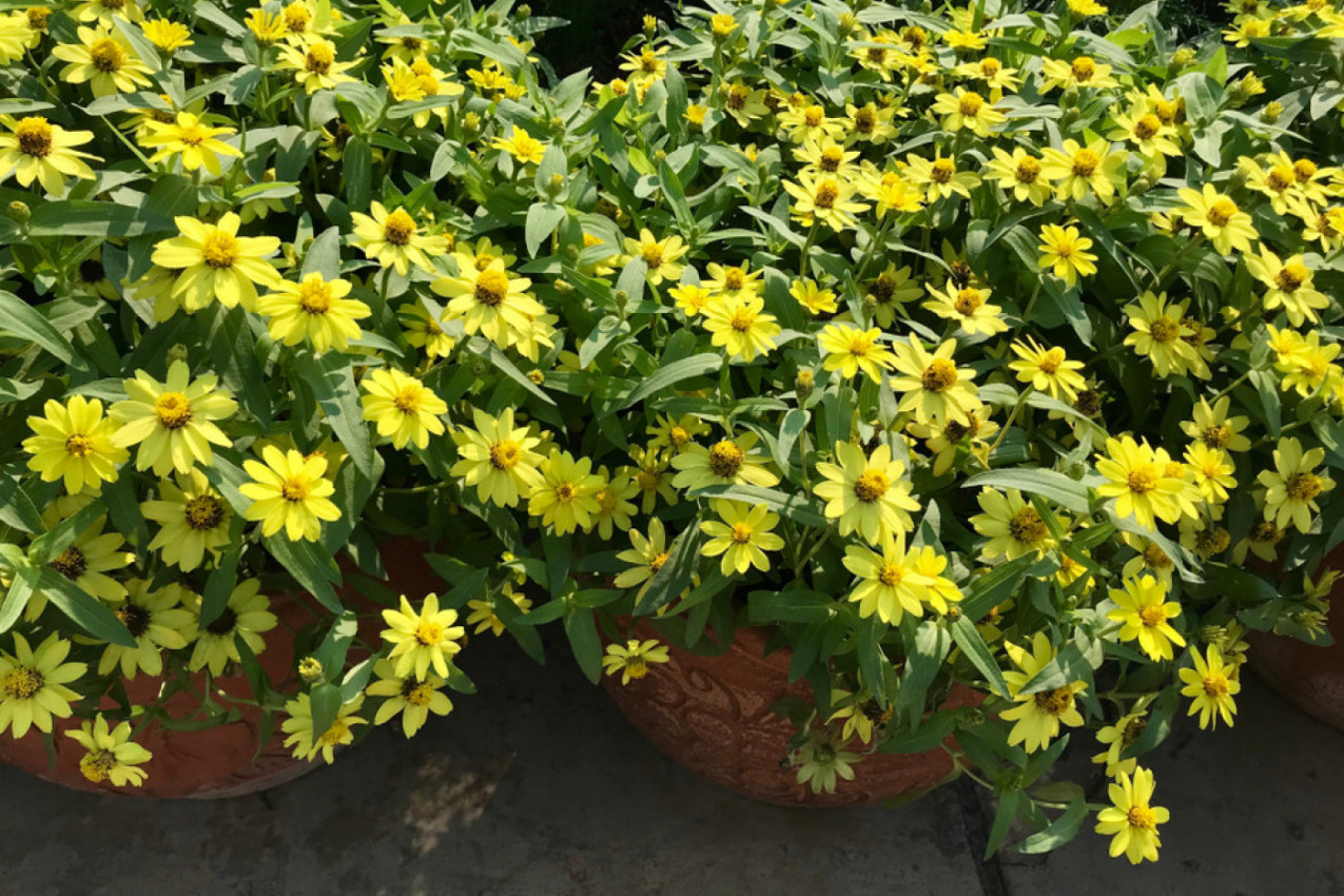 Devojačko oko je otporno na vrućinu i na sušu! OVAJ CVET POSADITE JEDNOM I CVETAĆE GODINAMA!