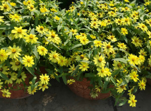 Devojačko oko je otporno na vrućinu i na sušu! OVAJ CVET POSADITE JEDNOM I CVETAĆE GODINAMA!