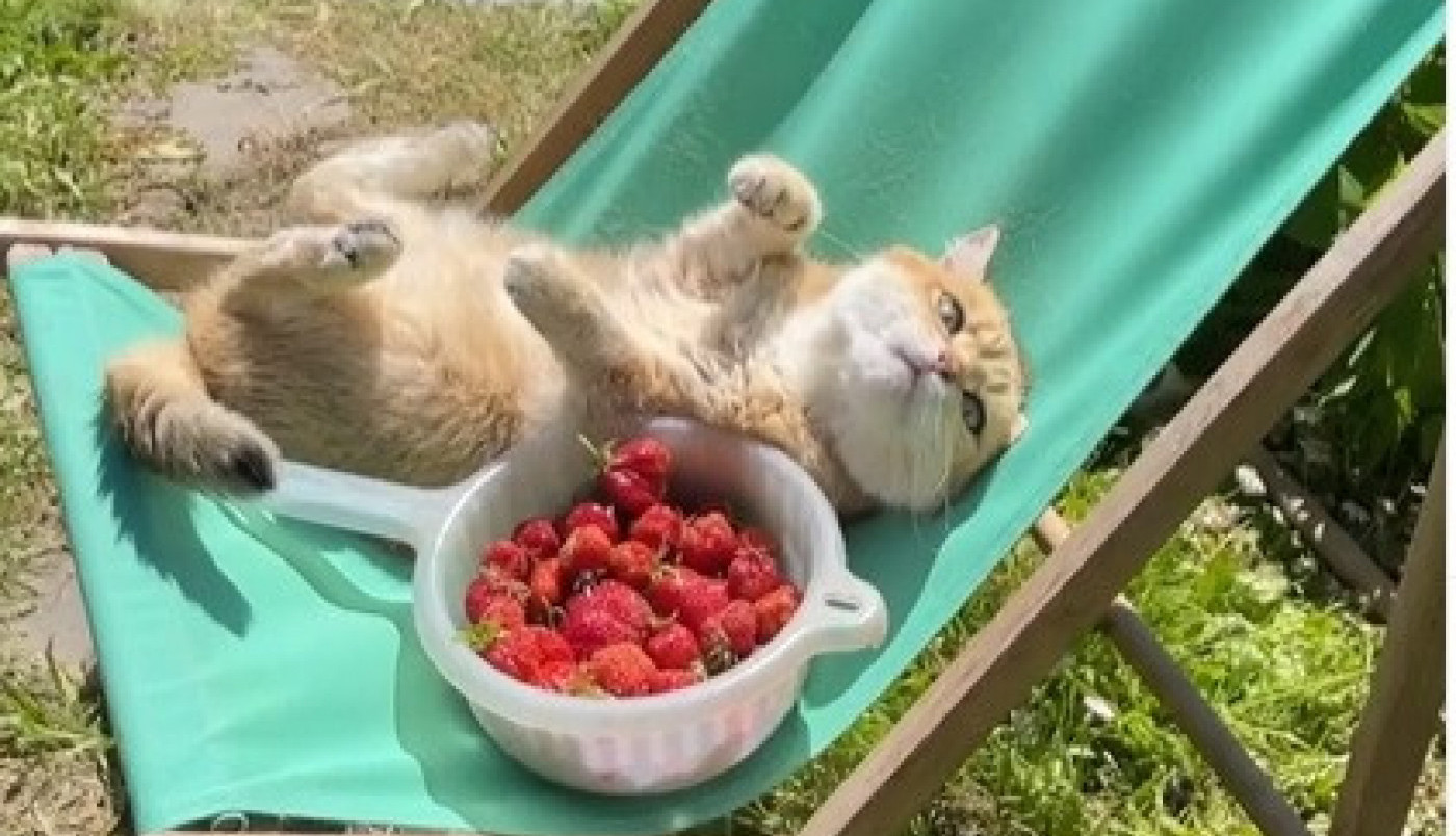 Da li je neko za osveženje?