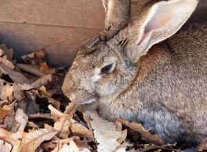 SUDBINA OVOG DŽINA ĆE VAS RASPLAKATI! Zec od osam kilograma pronađen u jezivom stanju, čekalo ga je nešto strašno! (FOTO)