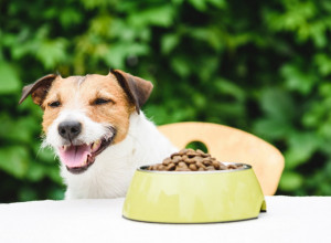 HRANA PO VRUĆINI: Savršen letnji meni za pse