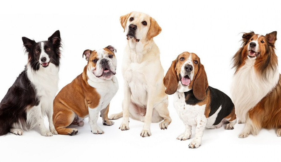 Ovo su NAJPOPULARNIJE RASE PASA: Lista neodoljivih četvoronožaca!