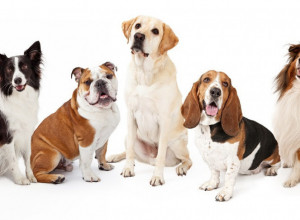 Ovo su NAJPOPULARNIJE RASE PASA: Lista neodoljivih četvoronožaca!