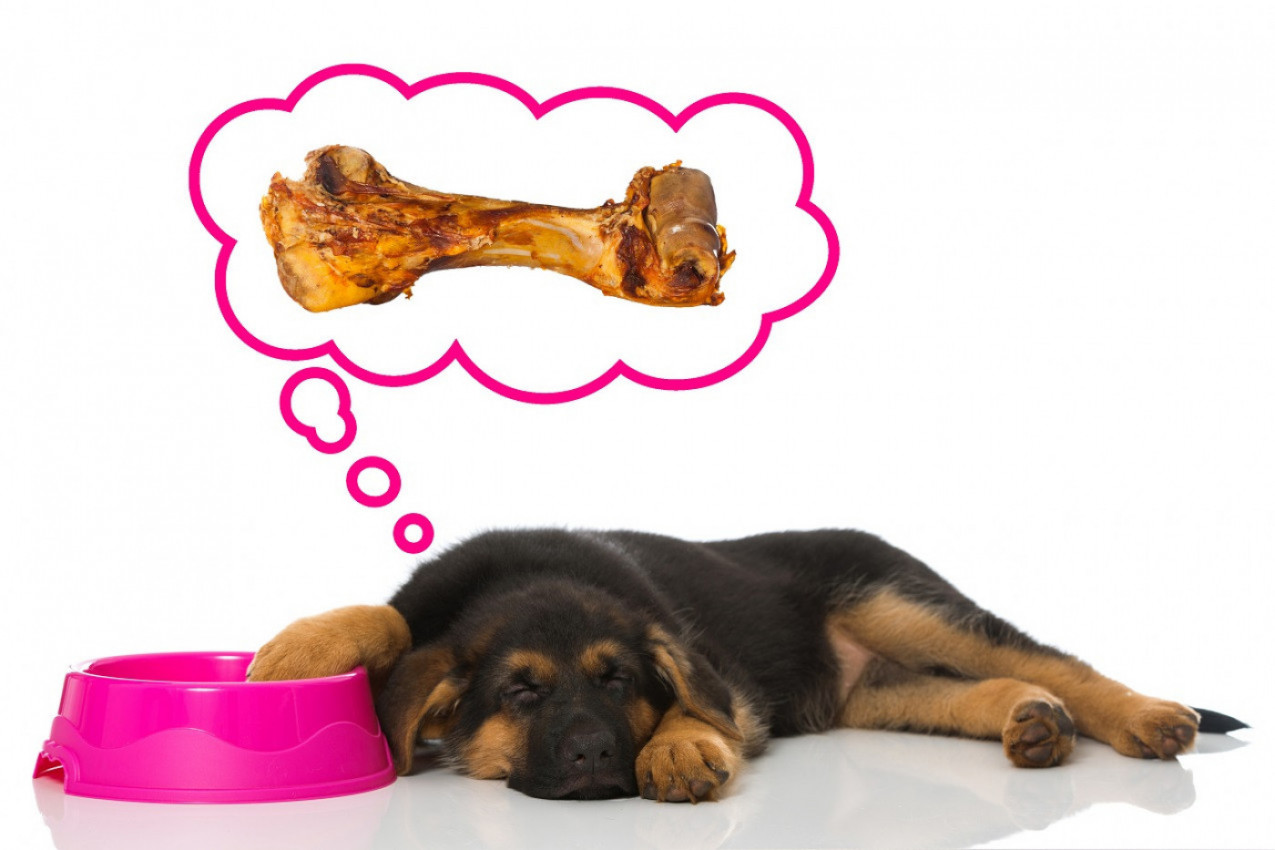 O čemu SANJAJU PSI? Odgovor na pitanje koje postavljaju mnogi vlasnici